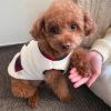 Small and medium dog plush coat; warm and soft dog coat; with scarf; christmas pet clothing